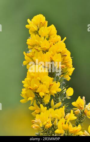 Gorse (Ulex europaeus)primo piano di fiori di arbusto che crescono vicino al Centro visitatori, Beinn Eighe NNR, Kinlochewe, Scozia, maggio 2022 Foto Stock