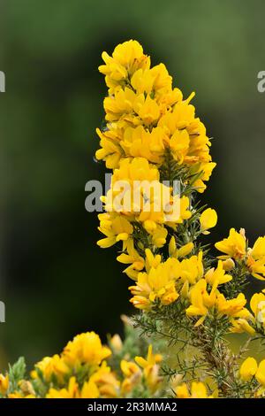 Gorse (Ulex europaeus) primo piano di fiori di arbusto che crescono vicino al Centro visitatori, Beinn Eighe NNR, Kinlochewe, Scozia, maggio 2022 Foto Stock
