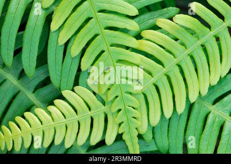 Hard Fern (Blechnum spicant) modello di fronti su terreno boscoso, Inverness-shire, Scozia Luglio 2011 Foto Stock