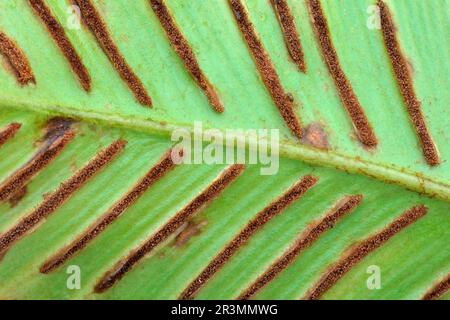 Lingua di HART Fern (Phyllitis scolopendrium) primo piano del lato inferiore della lama a foglia che mostra sporangia, strutture riproduttive spore-producenti Foto Stock