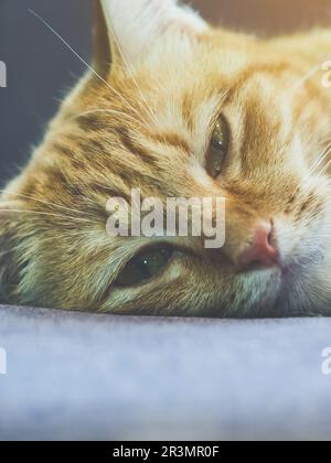 Un gatto si trova sul divano. Gatto domestico dei capelli lunghi su un divano. Un gatto zenzero che si rilassa sul divano nel soggiorno. Carino gatto lanuginoso si trova sul divano. Il tabby era incantevole Foto Stock