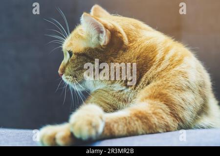 Un gatto si trova sul divano. Gatto domestico dei capelli lunghi su un divano. Un gatto zenzero che si rilassa sul divano nel soggiorno. Carino gatto lanuginoso si trova sul divano. Il tabby era incantevole Foto Stock