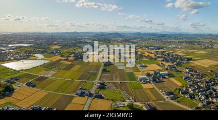Aerial view of long straight country road through fields of rice and wheat Foto Stock
