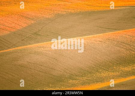 Paesaggi scene a palouse washington Foto Stock