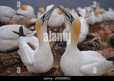 Gannet coppie sull'isola di Helgoland . Foto Stock