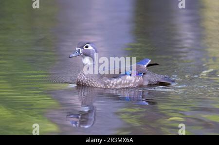 Primo piano di una femmina d'anatra di legno (Aix spugsa) che nuota su un lago a Ottawa, Canada Foto Stock