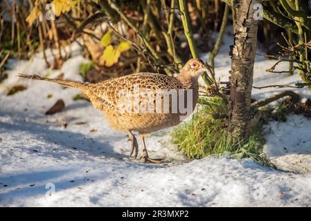 Gallina di fagiano Foto Stock