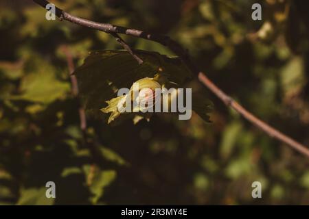 Nocciole mature sul ramo nel giardino della fattoria. Eco biologico nocciolo. Dadi crescenti sul cortile domestico. Fonte dietetica di vitamina della proteina della fibra per la perdita del peso d Foto Stock