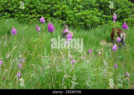 Cervo nel Glen etive Foto Stock
