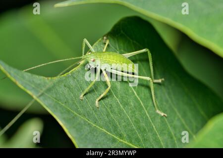 Ninfa di Katydid (Tettigoniidae) in foglie dense di sego cinese. Anche chiamato Bush Crickets negli Stati Uniti. Insetto mimetinato nel suo habitat naturale. Foto Stock