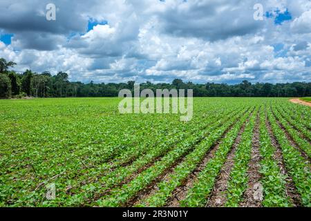 Splendida vista dell'agricoltura della soia e degli alberi della foresta amazzonica sullo sfondo, Mato Grosso, Brasile. Concetto di ambiente, natura, ecologia. Foto Stock