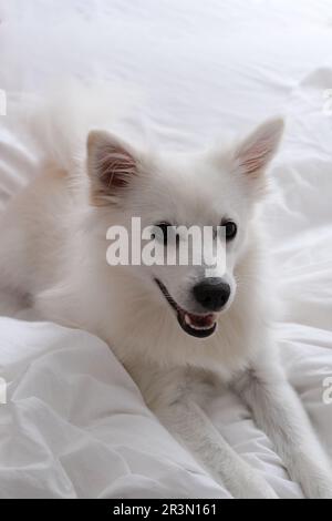 Il Kleinspitz tedesco è un'elegante razza di cane con un cappotto morbido e denso e una natura amichevole. Con i suoi occhi vigili e il suo carattere giocoso, Foto Stock