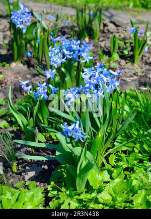 Hyacinthus orientalis, il giacinto comune, giacinto giardino o giacinto olandese Foto Stock