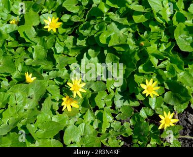 Caltha palustris, conosciuto come marigold palude e kingcup Foto Stock
