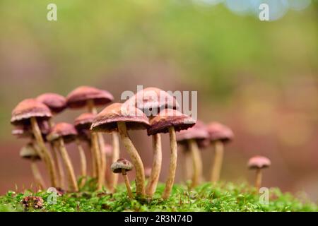 Raggruppa i funghi in una foresta tedesca Foto Stock