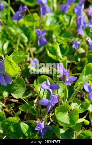Viola odorata è comunemente noto come viola di legno, viola dolce, viola inglese, viola comune, viola di fioraio, o viola del giardino Foto Stock