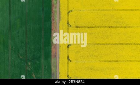 Vista aerea del campo di ripe giallo fiorito, vista dall'alto. Foto minimalista Foto Stock