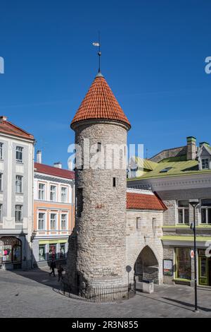 Viru Gate guardia torre contro il cielo blu chiaro a Vanalinn, la città vecchia di Tallinn, Estonia Foto Stock