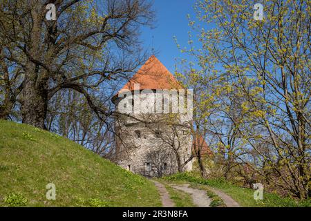 Kiek in de Kök, torre di artiglieria costruita nel 1475, contro il cielo azzurro in un giorno di sole primaverile a Vanalinn, la città vecchia di Tallinn, Estonia Foto Stock