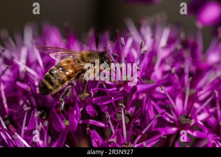 Un'ape (ape di miele) che raccoglie polline da fiori di allio viola. Foto Stock