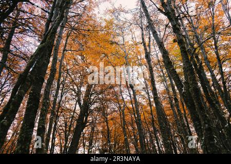 Dal basso di foglie gialle su rami di alberi alti che crescono in foresta autunnale sotto cielo azzurro nuvoloso durante le giornate di sole a Ushuaia, in Argenti Foto Stock
