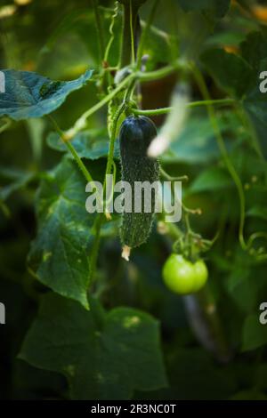 Cetriolo fresco verde con piccoli grilli affilati che crescono sul ramoscello in giardino nelle giornate estive soleggiate Foto Stock