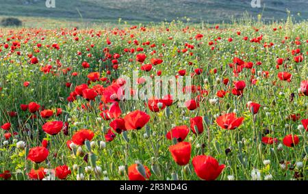 Campo con fiori selvatici in crescita - papaveri, fiori di mais e coppette, un raggio di sole rompe attraverso i petali. splendida vista sul tramonto. Foto di alta qualità Foto Stock