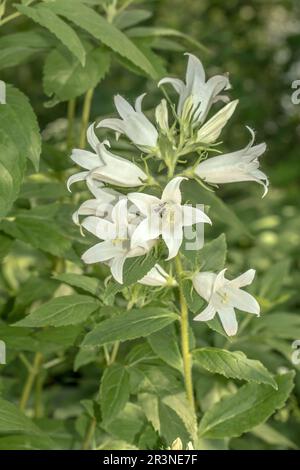 Waldglockenblume 'Campanula latifolia' Foto Stock