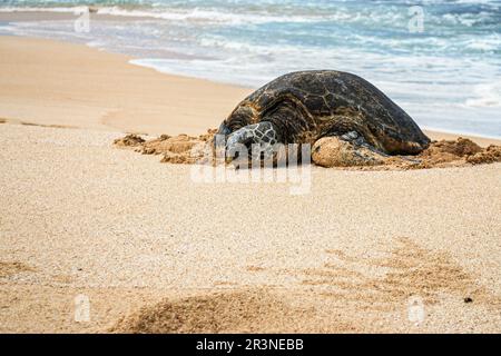 Tartaruga marina che riposa sulla spiaggia di sabbia Foto Stock