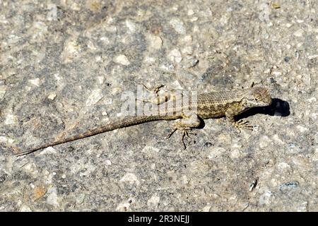 western recinto lucertola, Sceloporus occidentalis, nyugati sövényleguán, Santa Monica, Los Angeles County, California, Stati Uniti, Nord America Foto Stock