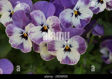 primo piano di fiori di viola-bianco Foto Stock