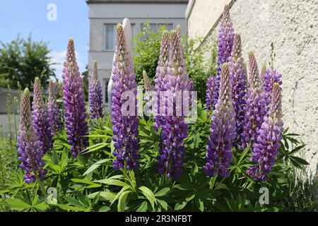 Primo piano di un gruppo di splendidi lupini viola-blu illuminati dal sole, vista laterale Foto Stock