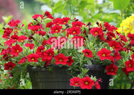 Primo piano degli innumerevoli piccoli fiori di un ibrido Petunia rosso in una piantatrice nera, vista laterale Foto Stock
