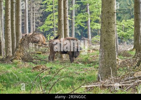 Selvaggio vivente legno europeo Bison, anche wisent o Bison bonasus, è un grande mammifero di terra ed è stato quasi estinto in Europa, ma ora reintrodotto al Ro Foto Stock