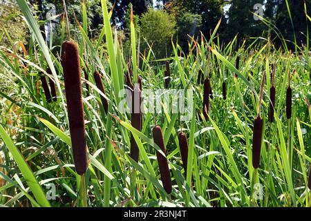 Rush a foglia larga (Typha latifolia) Foto Stock