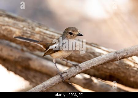 Madagascar Magpie-Robin, (Copsychus albospecularis) femmina Foto Stock