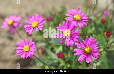 Margherita australiano 'Brachyscome iberidifolia'. Foto Stock