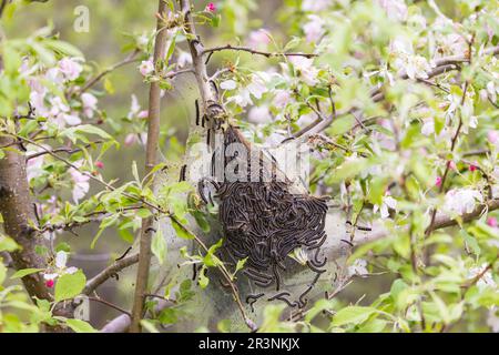 Tenda orientale Caterpillar (Malacosoma americana) Foto Stock