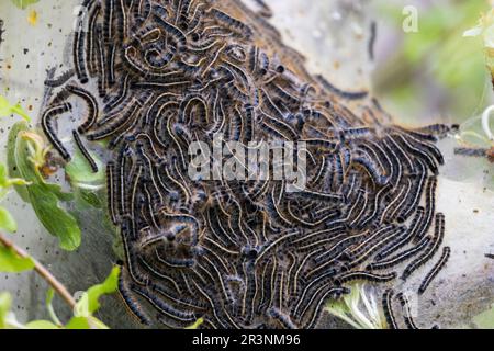 Tenda orientale Caterpillar (Malacosoma americana) Foto Stock