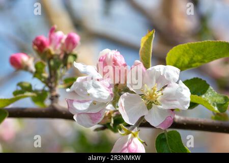 Apertura di fiori di mela su uno sfondo sfocato di un ramo di albero e verde giardino all'inizio della primavera. Spazio di copia. Primo piano. Foto Stock
