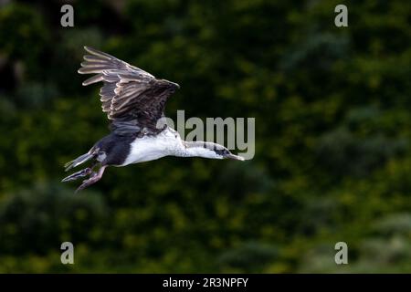 Macquarie Shag Aloft endemica a Sandy Bay, Macquarie Island, Australia Foto Stock