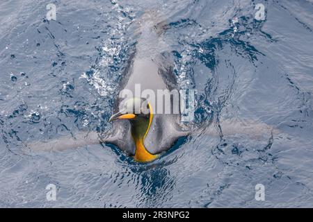 King Penguin Swimming Offshore vicino a Lusitania Bay, Macquarie Island, Australia Foto Stock