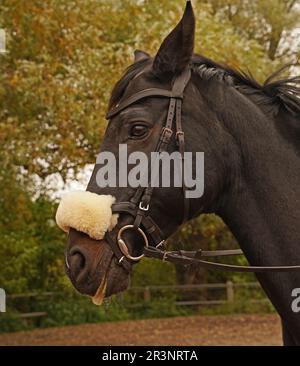 Allenamento con il cavallo nero su un maneggio in autunno Foto Stock