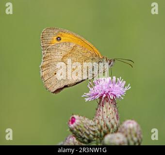 "Occhio di bue grande "Maniola jurtina"" Foto Stock