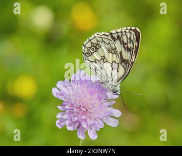 Schachbrett 'Melanargia galathea' Foto Stock