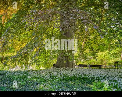 Vecchio albero di faggio che germogliano nei giardini botanici di maggio di Breslavia Allium ursinum, conosciuto come aglio selvatico, ramsons, cowleekes, porro di mucca, cowleek, fibbie, Foto Stock