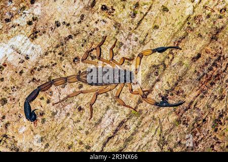 Scorpione di corteccia di Edoardo (Centuroides edwardsii). Penisola di OSA, Costa Rica. Foto Stock