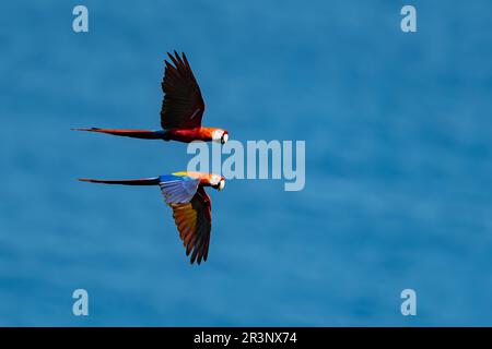 Macaws scarlatto (Ara macao) che volano alla penisola di Osa, Costa Rica. Foto Stock