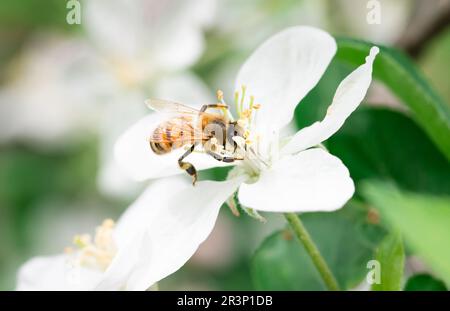 Le api mielate si nutrono su una fioritura di mele bianche Foto Stock