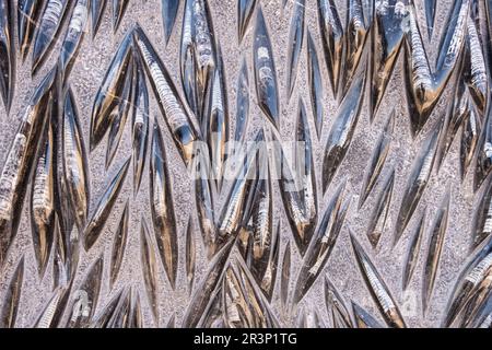 Fossili di mare e oceano trovati sulle rocce nel deserto del Marocco Foto Stock